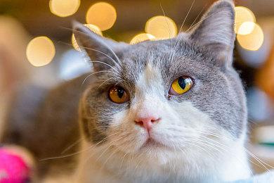 《鬼灭之刃：火神血风谭》IGN 7分：易上手也有深度